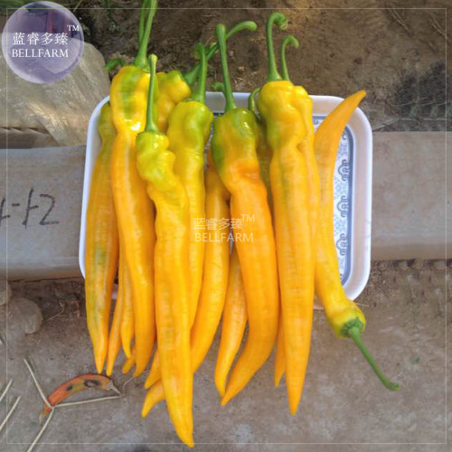 BELLFARM Yellow Pepper Hot Chili Horn Pepper Vegetable Seeds, 50 Seeds, very hot capsicum organic long pepper BD148H