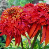 Rare Imported 'Hot Papaya' Red Echinacea Coneflowers with Double Petals, 100 seeds, deer resistant perennial E3850