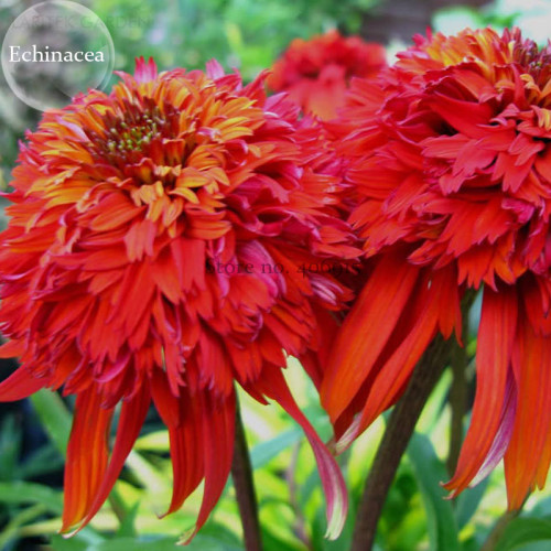 Rare Imported 'Hot Papaya' Red Echinacea Coneflowers with Double Petals, 100 seeds, deer resistant perennial E3850