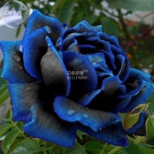 BELLFARM New Midnight Supreme Dark Blue Rose Bush Flower Seeds, 1 Professional Pack, 50 seeds / pack  A00202