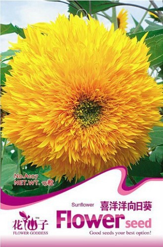 Heirloom 'Jubilance' Yellow Golden Ornamental Sunflower Seeds, Original Pack, 15 Seeds / Pack, Light Fragrant Garden Flowers