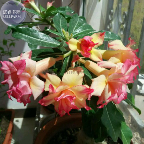 BELLFARM Heirloom Trumpet Adenium Desert rose, Professional Pack, 2 Seeds, 4-layer orange petals with pink edge E4035