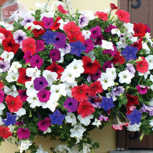 'Fengguang' Hanging Petunia Hybrid Seeds, 200 seeds, professional pack, a must for hanging baskets E4101