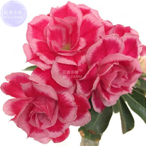 BELLFARM Adenium Rose Pink Petals Light Pink Edge Desert Rose Flower Seeds, 2 seeds, 3-headed 7-layer big blooms flowers