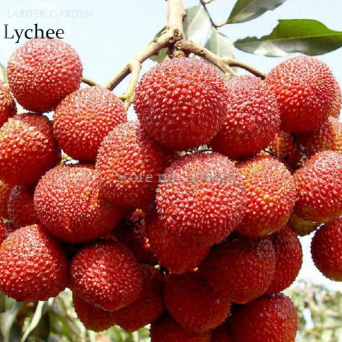 Heirloom Guangdong Sweet Lychee Litchi Fruit, 5 Seeds, juicy delicious nutritious fruits E3620