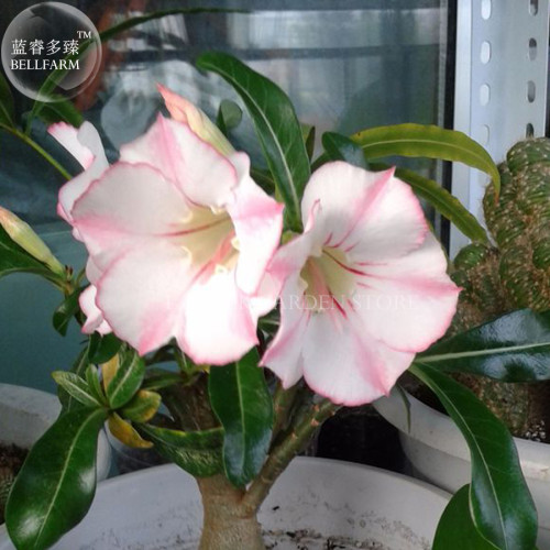 Heirloom 'Shui Wang' Adenium Desert rose, Professional Pack, 2 Seeds, single petal light pink petals with pink stripe E4033