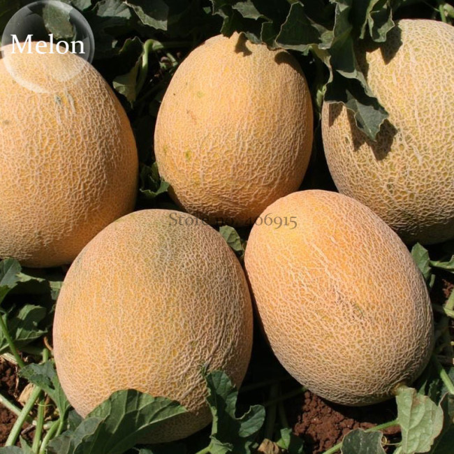 Italian Ananas Hami Melon Fruits,  20 seeds, 13% sugar contained sweet melon E3807