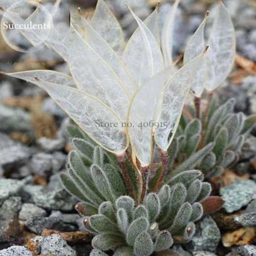 Imported 'Snow Princess' Succulent with Transparent Flowers, 10 seeds, bonsai interesting plants E3837