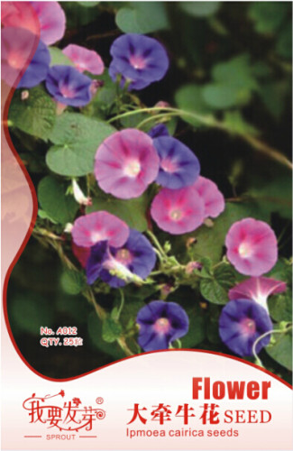 10 Original Packs, 25 seeds / pack, Heavenly Mix Morning Glory Vine Seeds Loads of Many Colorful Flowers