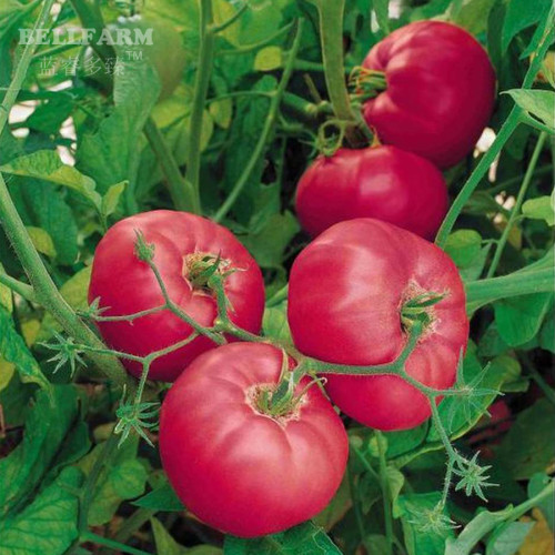BELLFARM Hybrid Rose Pink Big Tomato Seeds, 100 Seeds / Pack, Tasty Rich Tasty Flavor Tomato E3070