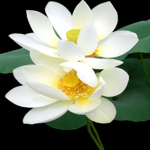 1 Professional Pack, 40 Seeds / Pack,  White Nelumbo Nucifera Lotus ''Leng Ku'' Water Lily Flower Seeds #NF159