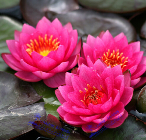 5 Professional Packs, 1 Seeds/pack, Mini Red Water Lily Nymphaea Flower Seeds # LT638