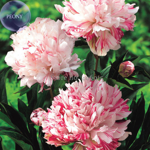 Heirloom 'Cai xia' White Peony with Red stripes, 5 Seeds, big blooms double petals hardy plants E3965