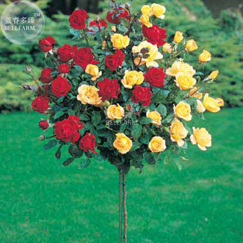 BELLFARM Rose Tree Red Yellow Hybrid Flower Seeds, 50 seeds, professional pack, big blooms home garden tree