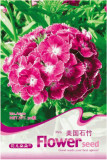 1 Original Pack, 50 seeds / pack, Dianthus barbatus L. American Pink Perennial Flowers #A010