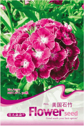 1 Original Pack, 50 seeds / pack, Dianthus barbatus L. American Pink Perennial Flowers #A010