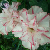 BELLFARM Bright White Adenium with light pink stripe Desert Rose Flower Seeds, 2 seeds, 4 layers big blooms home garden E4320