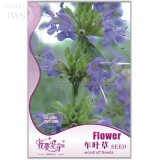 Woodruff Seeds Aromatic Blue Small Flower Seeds, Original Pack, 60 seeds, Bonsai Asperula Orientalis Ornamental Flower IWSD026