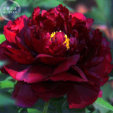 BELLFARM Blackish Red Peony Plant Flower Seeds, 5 seeds, 11-layer petals big blooms garden tree fragrant bonsai flowers BD154H