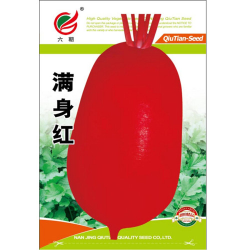 Heirloom Big Red Radish Vegetable F1 Seeds, Original Packs, 500 Seeds, Rare Turnip Edible