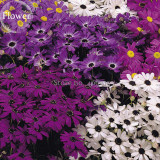 Brachycome Swan River Daisy Mixed Flowers, 20 Seeds, annual ornamental flowers E3924
