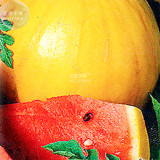 BELLFARM Watermelon 'Gift of the Sun' Yellow Skin Red Inside Fruit Seeds, 20 Seeds, professional pack, 14% sugar contained