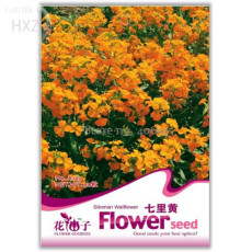 Yellow Siberian Wallflower Flower Seeds , 50 seeds, easy to grow hardy attractive impressive A123