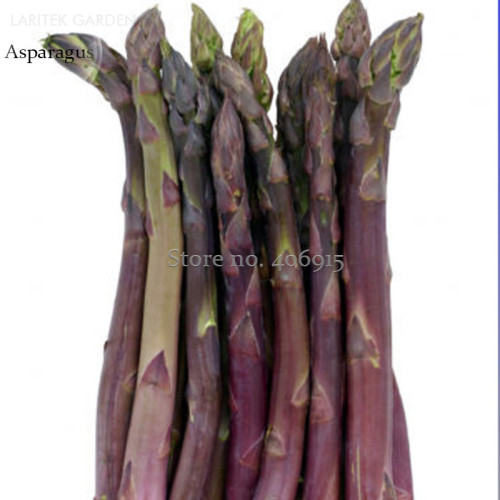 Precoce D'Argenteuil Asparagus, 20 seeds, old traditional heirloom vegetables E3869