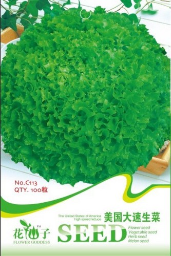10 packs 1000 Seeds American Lettuce der Salat Green Organic Vegetables