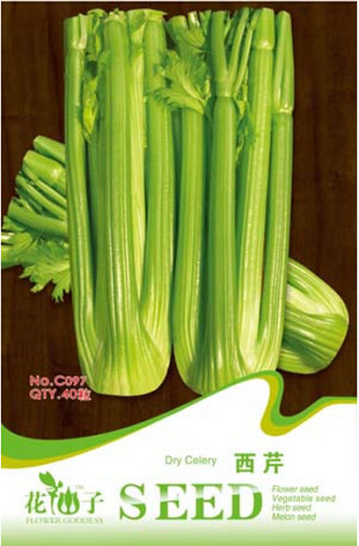 Tall Utah Celery Apium Graveolens Vegetable Seeds, Original Pack, 40 Seeds / Pack, Organic Vegetables #C097