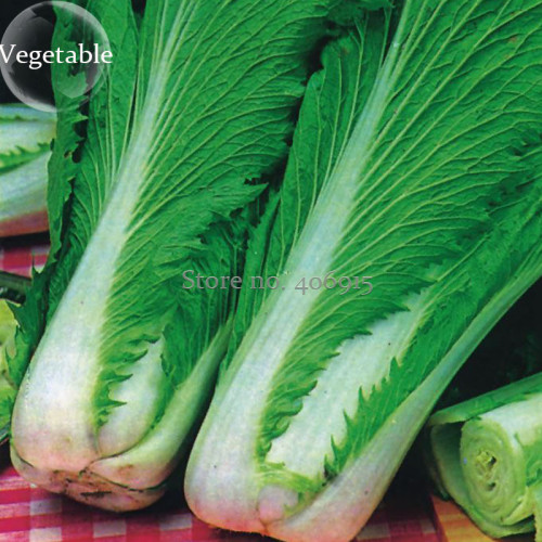 'Wong Bok' Chinese Green Napa Cabbage, 200 seeds, organic mandarin cabbage E3877