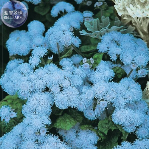 BELLFARM Ageratum 'Blue Ball' Quality Flower Seeds, 38 Seeds, Professional pack, blue cut indoor flowers E4253