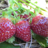 Heirloom 'Purple Wonder' Big Strawberry, 100 seeds, tasty sweet fruits E3888