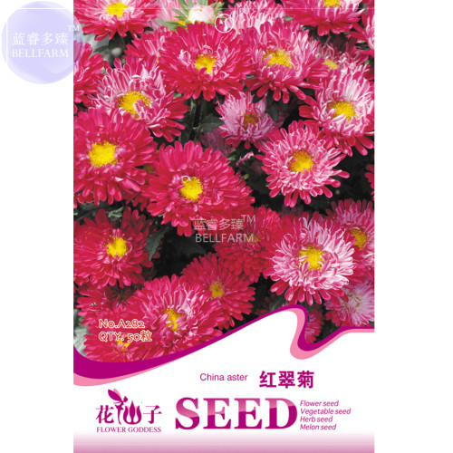 BELLFARM Red China Aster Callistephus chinensis Nees Flower Seeds, 50 Seeds, original pack, compact annual aster garden A282