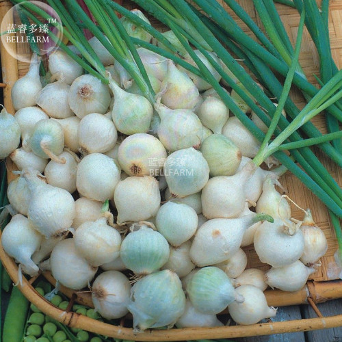 BELLFARM Spring Onion Paris Silverskin Vegetable Seeds, 200 seeds, professional pack, small organic vegetables onion