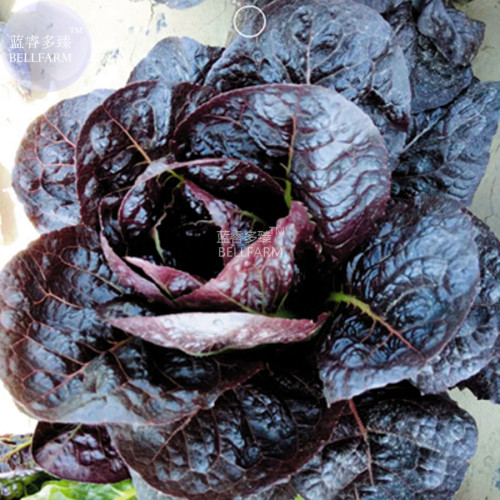 BELLFARM Blackish Purple Lettuce Big Leaves Vegetable Seeds, 30 seeds, original pack, organic tasty plant all seasons bonsai