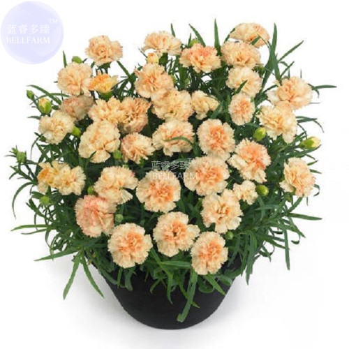 BELLFARM Dianthus Orange Pinks Perennial Bonsai Flower Seeds, 200 seeds, fragrant beautiful home garden bonsai