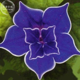 Dark Blue Japanese Morning Glory, 50 Seeds, double dark blue petals with white edge E3997