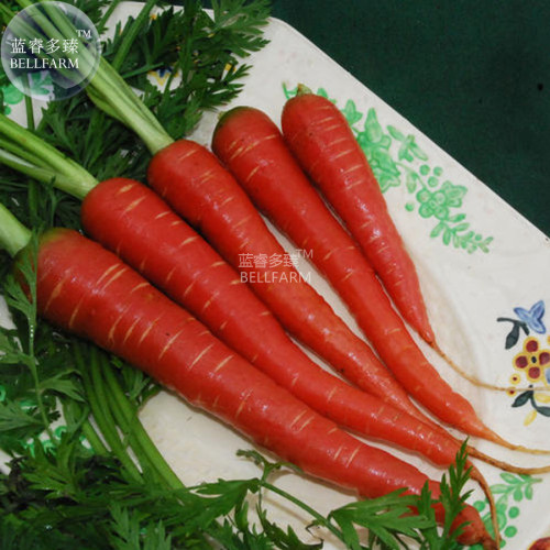 BELLFARM Atomic Carrot Seeds, 100 Seeds, professional pack, rose red vegetables green seeds E4273
