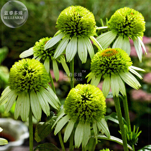 BELLFARM Echinacea Hybrida Lime Green Bonsai Coneflowers, 200pcs 'seeds' deer resistant home garden plantings