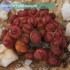 OOPHYTUM Nanum Seeds, Professional Pack, 15 Seeds, red aizoaceae from Germany succulent plant seeds E4053