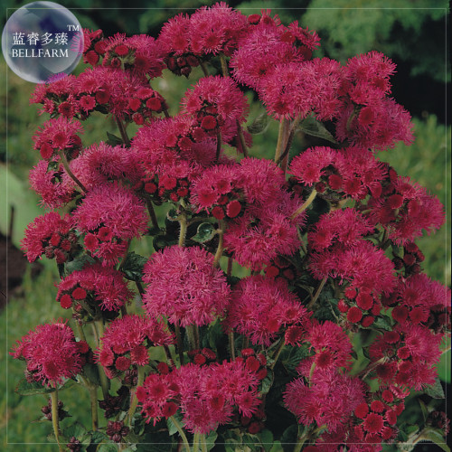 BELLFARM Ageratum Red Sea Seeds, 10 Seeds, Professional pack, strong, purple-red colour cut indoor flowers E4255