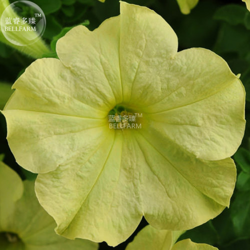 BELLFARM Petunia Sophistica Lime Green Flower Seeds, 200 seeds, large yellow flowers with lime undertones