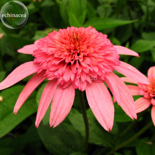 'Sweet Honey' Echinacea Coneflower, 100 Seeds, a layer of rose pink outer petals, a cluster of rose pink-to-orange center petals