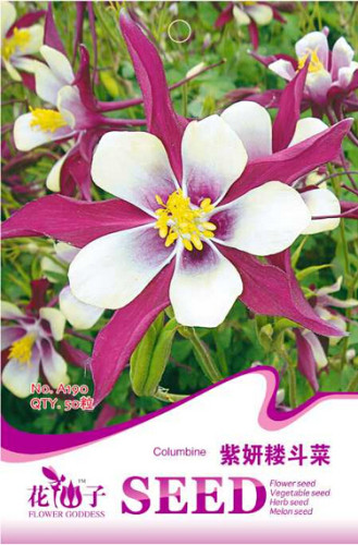 Perennial Purple Columbine Seeds, Original Pack, 50 Seeds / Pack, Indoor Hummingbirds Butterflies Flower Seed #A190