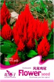 Celosia Argentea Red Plumed Cockscomb Annual Bonsai Flower Seeds, Original Pack, 50 Seeds / Pack, Silver Cock's Comb A067