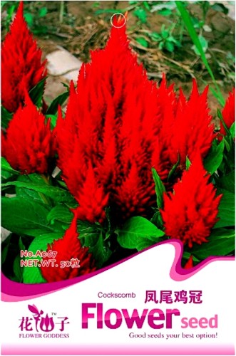 Celosia Argentea Red Plumed Cockscomb Annual Bonsai Flower Seeds, Original Pack, 50 Seeds / Pack, Silver Cock's Comb A067