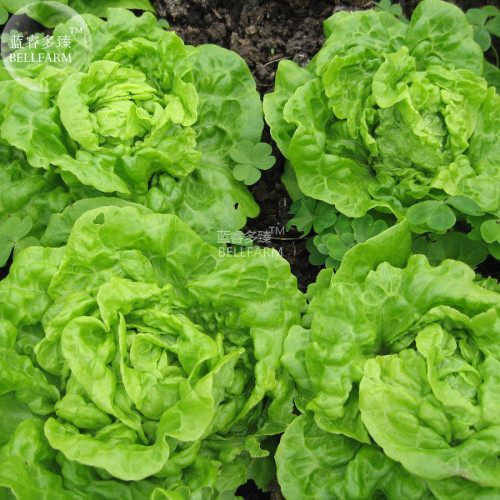 BELLFARM Lettuce 'Tomy Thumb' Organic Vegetable Seeds, 500 seeds, professional pack, heirloom home garden vegetables