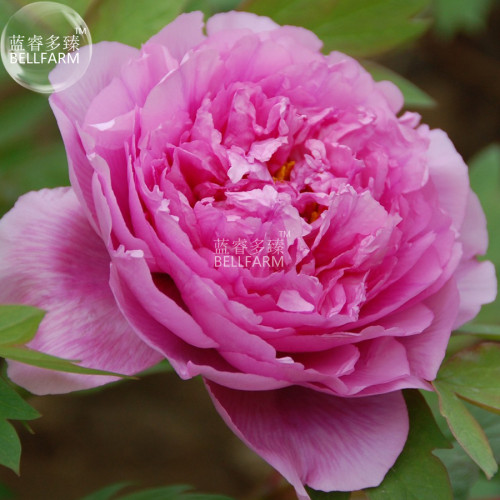 BELLFARM Peony Chinese Rose-typed Rose Pink Flower Seeds, 5 seeds, professional pack, fragrant home garden big blooms