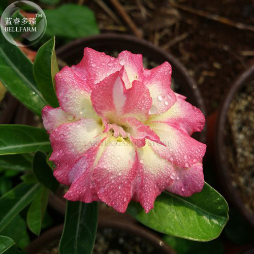 'Changing Faces' Adenium Desert Rose, 2 Seeds, big blooms pink yellow double petals E4004